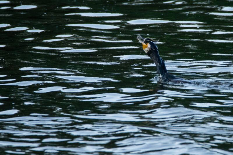 Grand Cormoran avalant une anguille